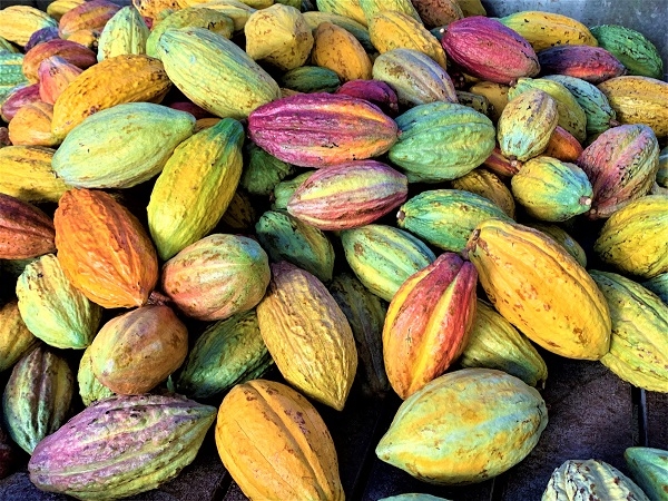 藍天白雲的小旅行!大武山下最美185縣道:鳳梨田、森林健行與巧克力莊園一日旅_img_9
