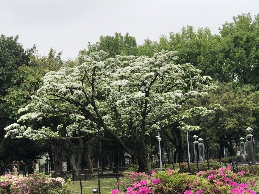 看遍上萬棵樹的體悟!樹木醫生詹鳳春:樹不會說話,但比人更懂得如何活著_img_2