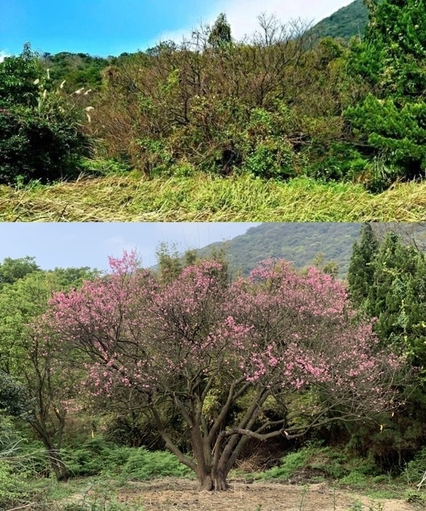 看遍上萬棵樹的體悟!樹木醫生詹鳳春:樹不會說話,但比人更懂得如何活著_img_3