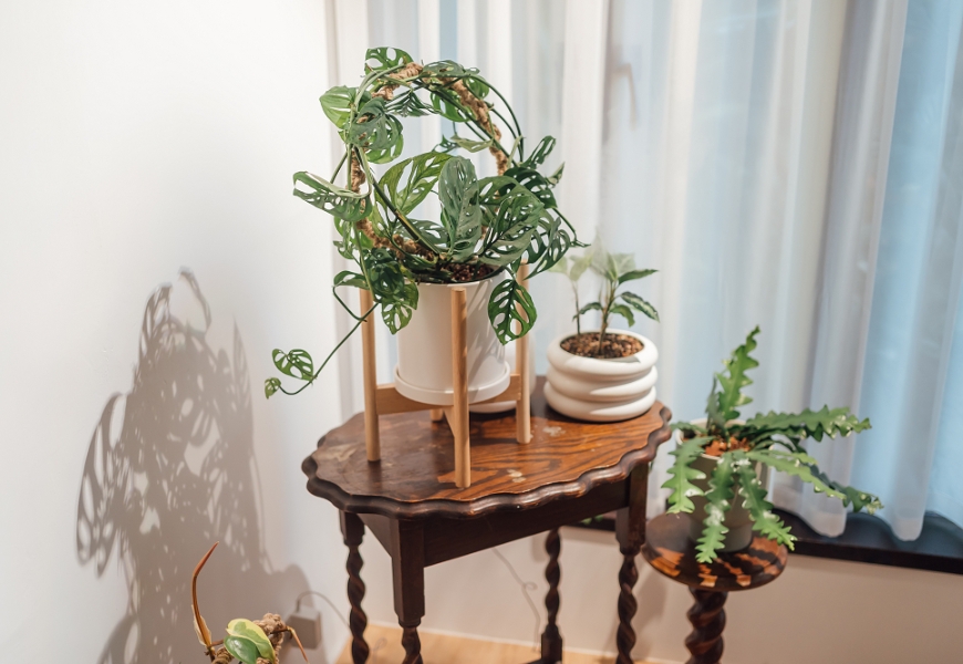 室內植物如何布置才療癒?植物風格師Yuty:4個秘訣,讓家變成美美的綠空間_img_3