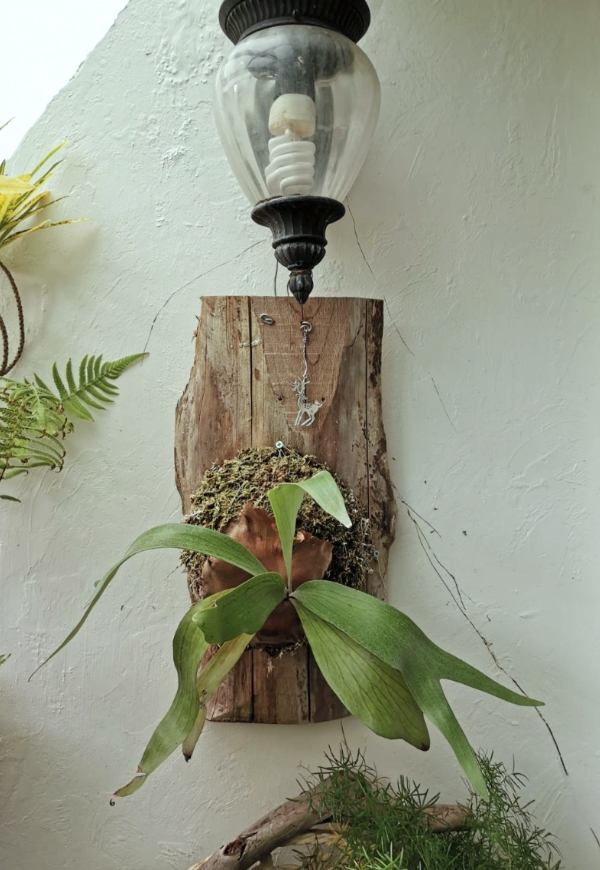 蘭萱專欄｜防疫在家開箱鹿角蕨！無法親近大自然，就把植物請進陽台_img_1