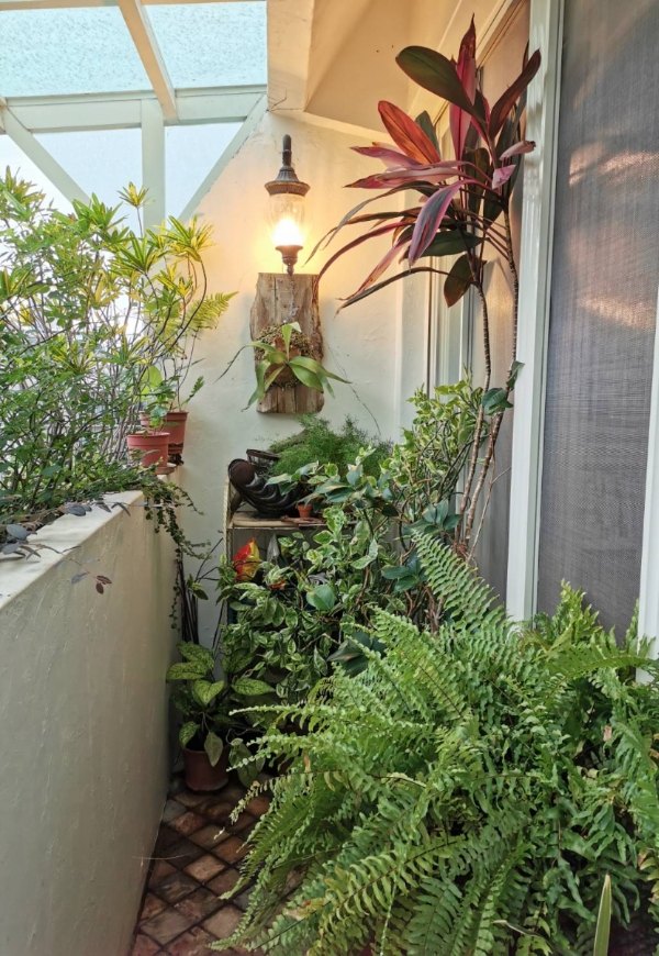 蘭萱專欄｜防疫在家開箱鹿角蕨！無法親近大自然，就把植物請進陽台_img_2