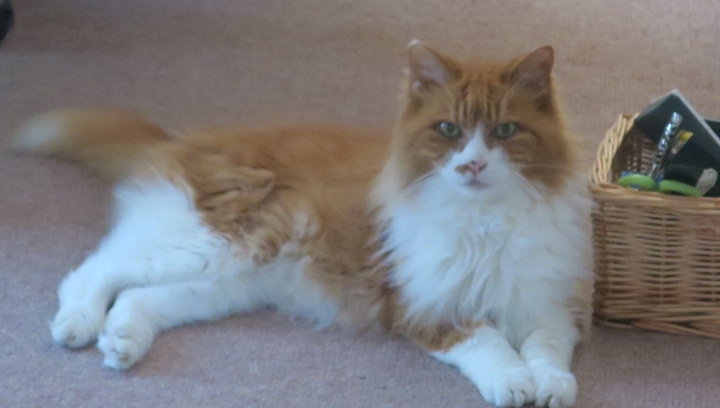 孩子大學畢業，50歲開始獨居！日本主婦的一個人快樂法：做好吃的便當就很開心_img_3