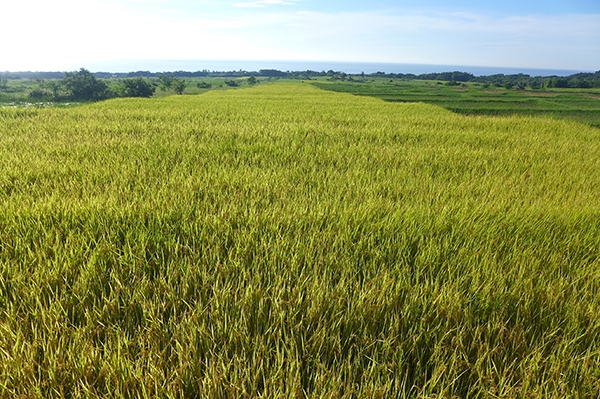 到台東二地居預習退休！癌症醫師鄭鴻鈞：在最成熟有資源的年紀，找到另一件值得投入的事_img_5