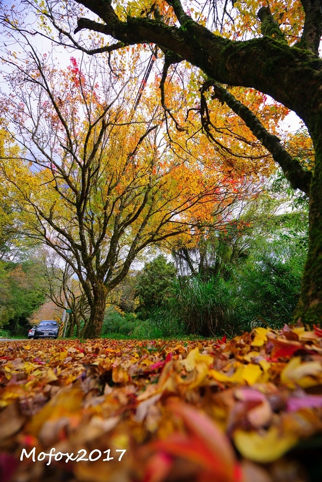 輕鬆好走景色優美！不太需要爬階梯，台灣4條步道推薦_img_5