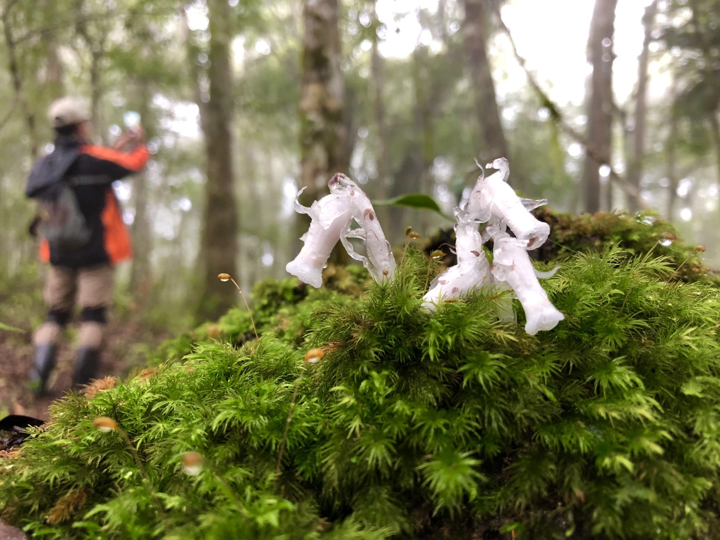 輕鬆好走景色優美！不太需要爬階梯，台灣4條步道推薦_img_7