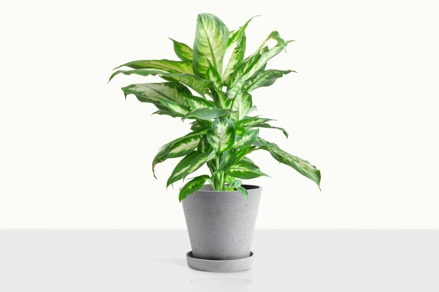 風格居家植栽怎麼選？玄關、客廳、臥室，6大空間推薦植物盤點_img_8