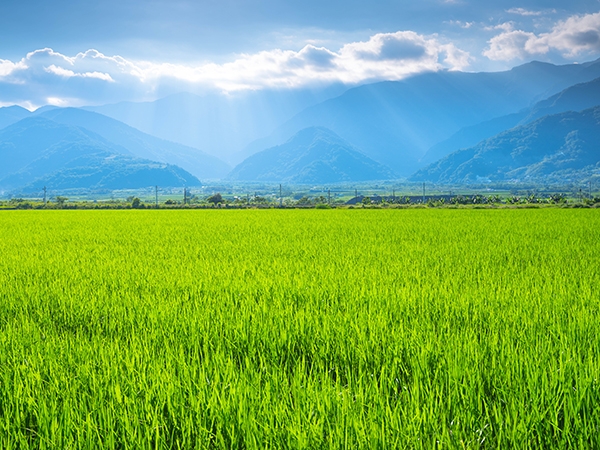 退休老師台東開民宿圓田園夢!中年創業的快樂:與人分享自己熱愛的生活_img_4