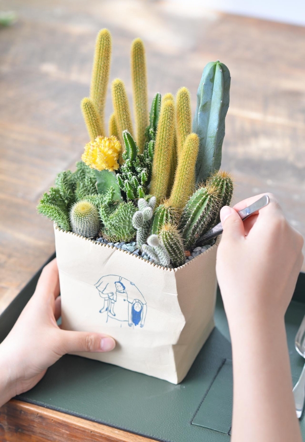 植物是最好的居家布置!如何用多肉植物與空氣鳳梨,打造自然系美宅?_img_1