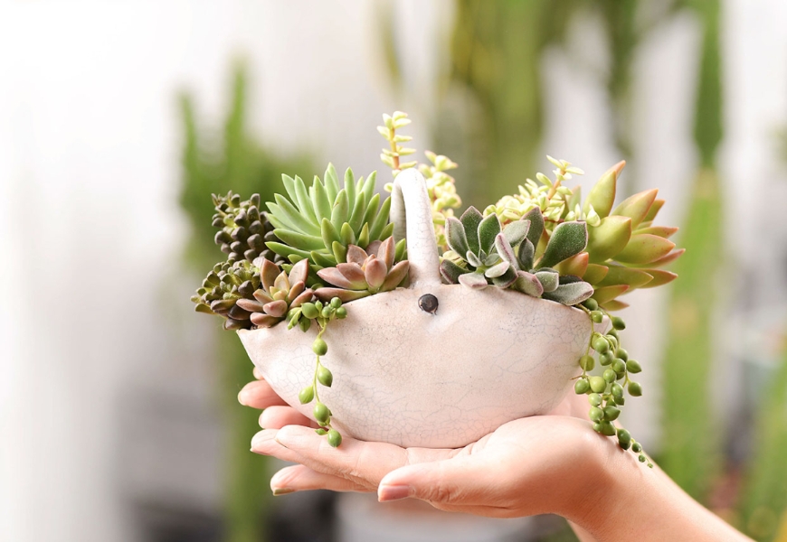 植物是最好的居家布置!如何用多肉植物與空氣鳳梨,打造自然系美宅?_img_2