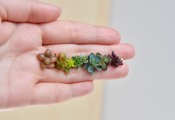 植物是最好的居家布置!如何用多肉植物與空氣鳳梨,打造自然系美宅?_img_3