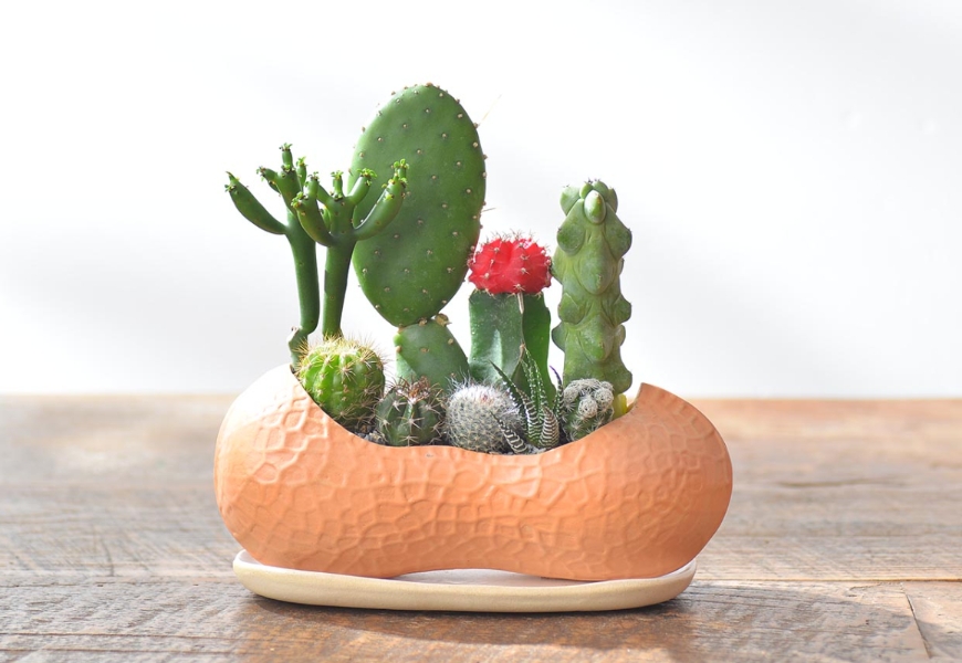 植物是最好的居家布置!如何用多肉植物與空氣鳳梨,打造自然系美宅?_img_4