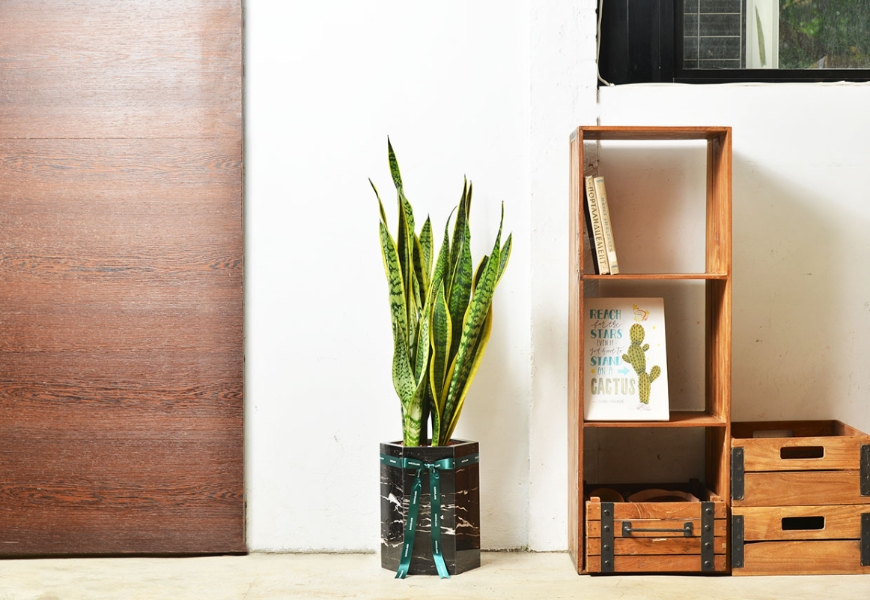 植物是最好的居家布置!如何用多肉植物與空氣鳳梨,打造自然系美宅?_img_5