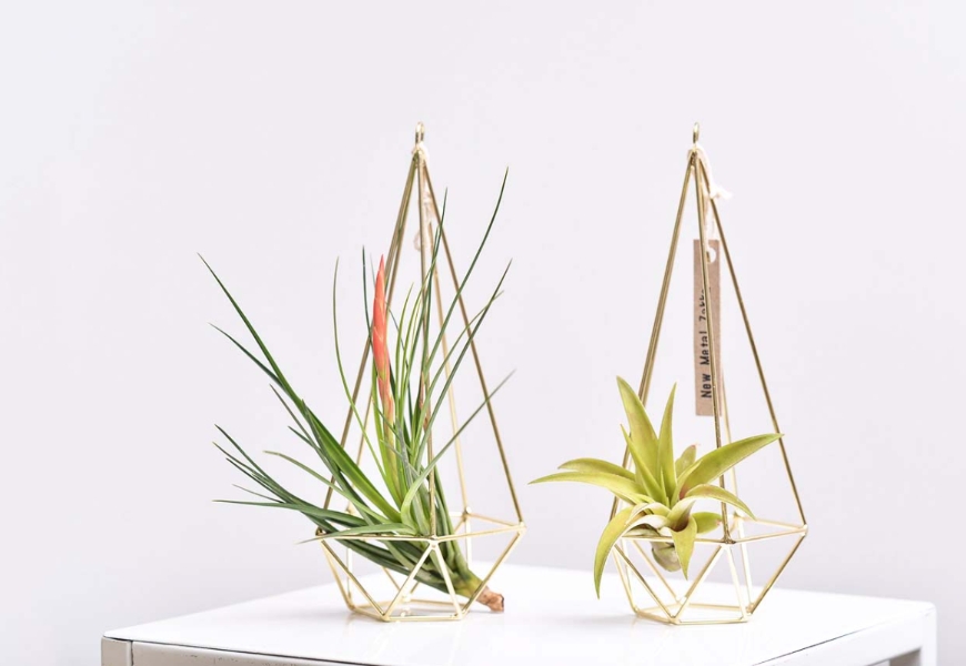 植物是最好的居家布置!如何用多肉植物與空氣鳳梨,打造自然系美宅?_img_6