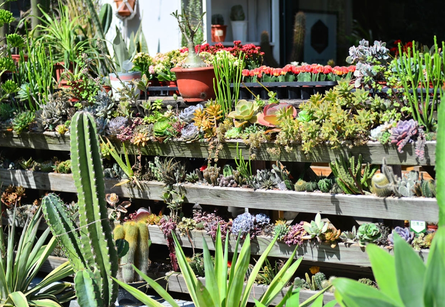 植物是最好的居家布置!如何用多肉植物與空氣鳳梨,打造自然系美宅?_img_8
