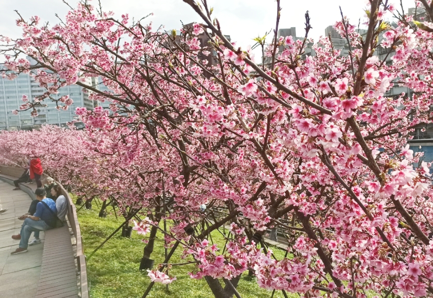 一期一會的燦爛盛放!50+讀者分享全台7處櫻花美景_img_1