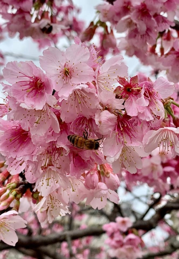 一期一會的燦爛盛放!50+讀者分享全台7處櫻花美景_img_2