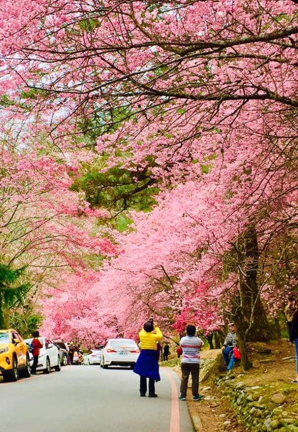 一期一會的燦爛盛放!50+讀者分享全台7處櫻花美景_img_3