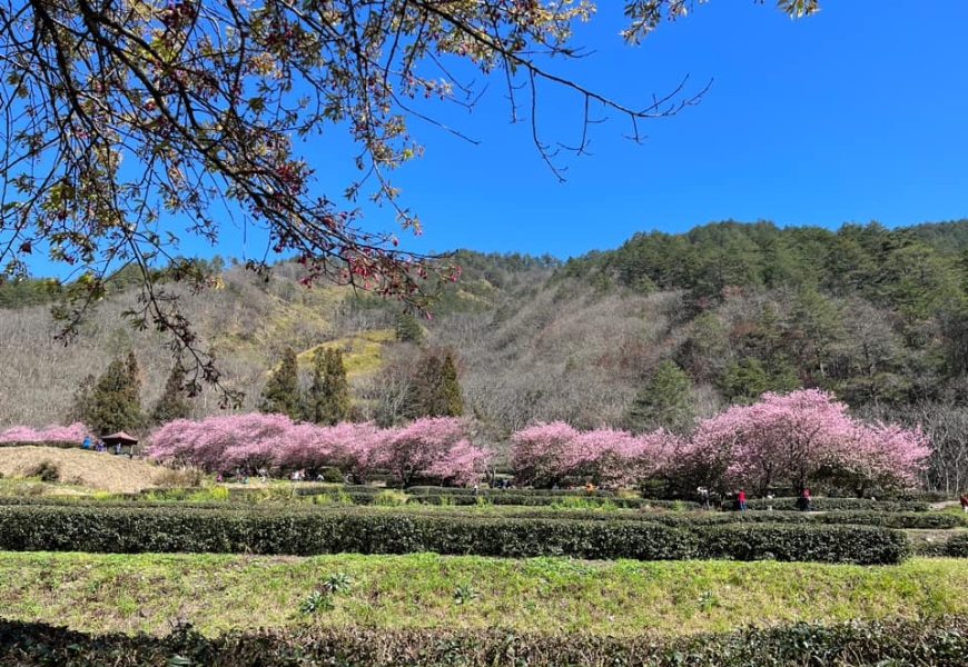 一期一會的燦爛盛放!50+讀者分享全台7處櫻花美景_img_4