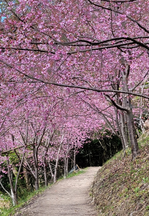 一期一會的燦爛盛放!50+讀者分享全台7處櫻花美景_img_5