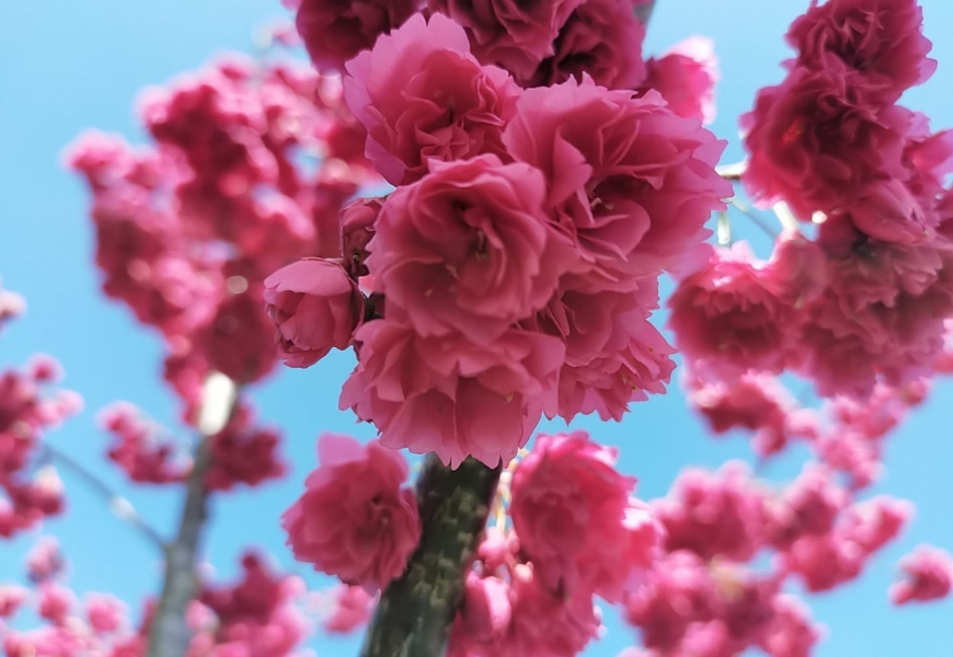 一期一會的燦爛盛放!50+讀者分享全台7處櫻花美景_img_6