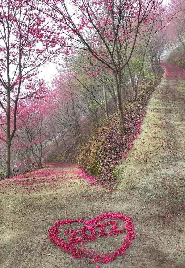 一期一會的燦爛盛放!50+讀者分享全台7處櫻花美景_img_7