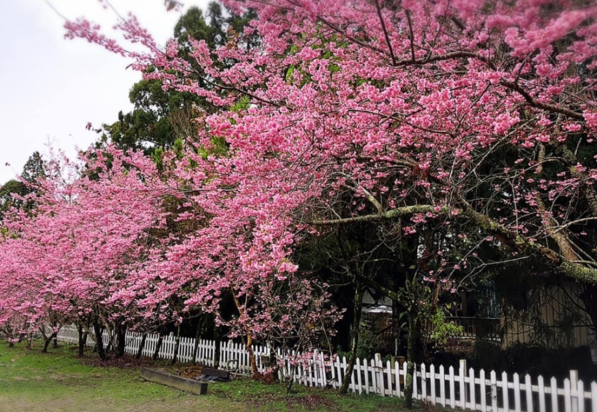 一期一會的燦爛盛放!50+讀者分享全台7處櫻花美景_img_8