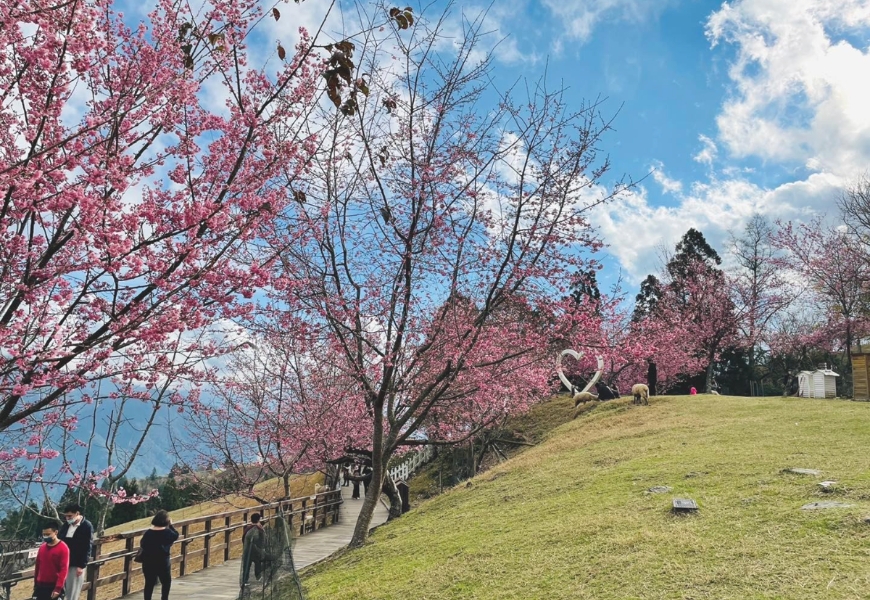 一期一會的燦爛盛放!50+讀者分享全台7處櫻花美景_img_9