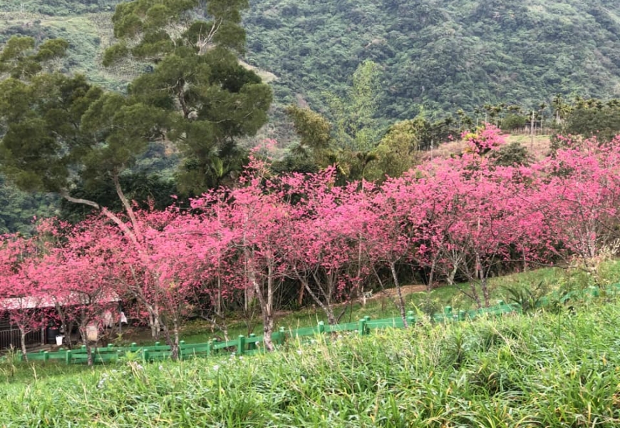 一期一會的燦爛盛放!50+讀者分享全台7處櫻花美景_img_11