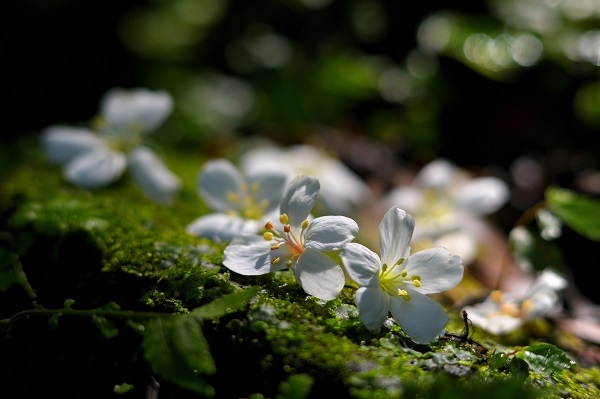 遇見浪漫五月雪！新北桐花小旅行8路線，走花毯、排愛心、一期一會季節感_img_2