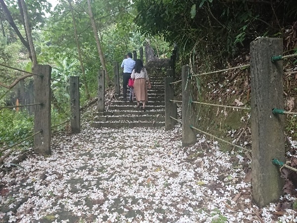 遇見浪漫五月雪！新北桐花小旅行8路線，走花毯、排愛心、一期一會季節感_img_1