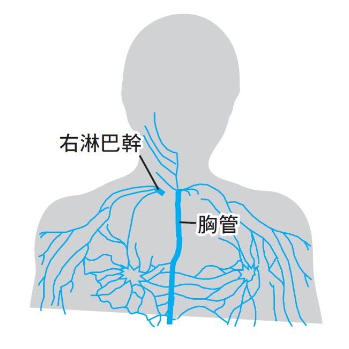 腳水腫、手臂粗，恐淋巴阻塞！每天這樣動手動腳，淋巴排毒要疏通重點2部位_img_1