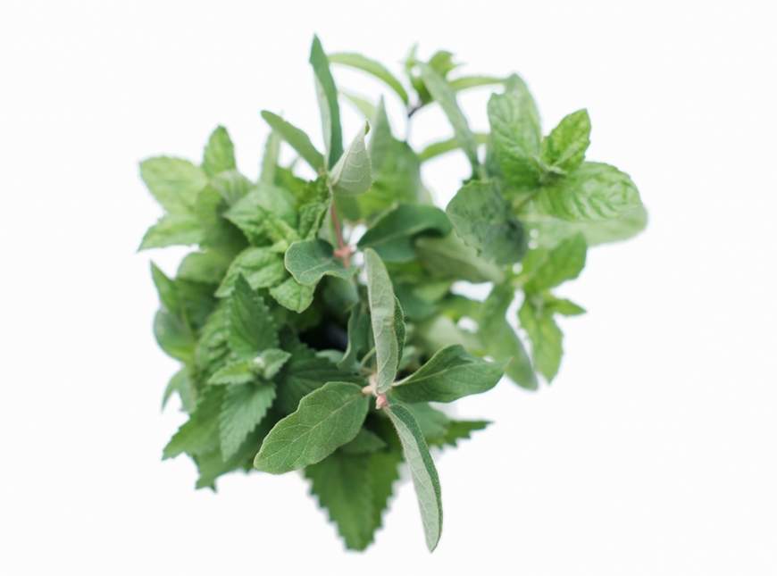 不用捕蚊燈、電蚊香如何防蚊?推薦8款驅蚊植物,好種、天然、讓家變美_img_2