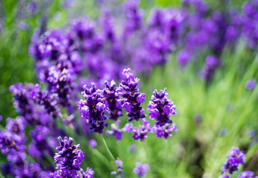 不用捕蚊燈、電蚊香如何防蚊?推薦8款驅蚊植物,好種、天然、讓家變美_img_3