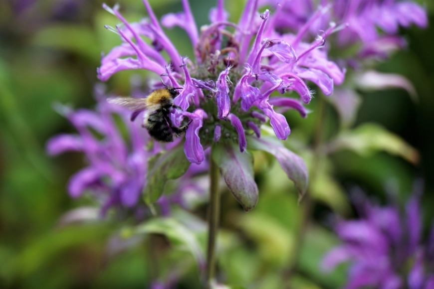 不用捕蚊燈、電蚊香如何防蚊?推薦8款驅蚊植物,好種、天然、讓家變美_img_5