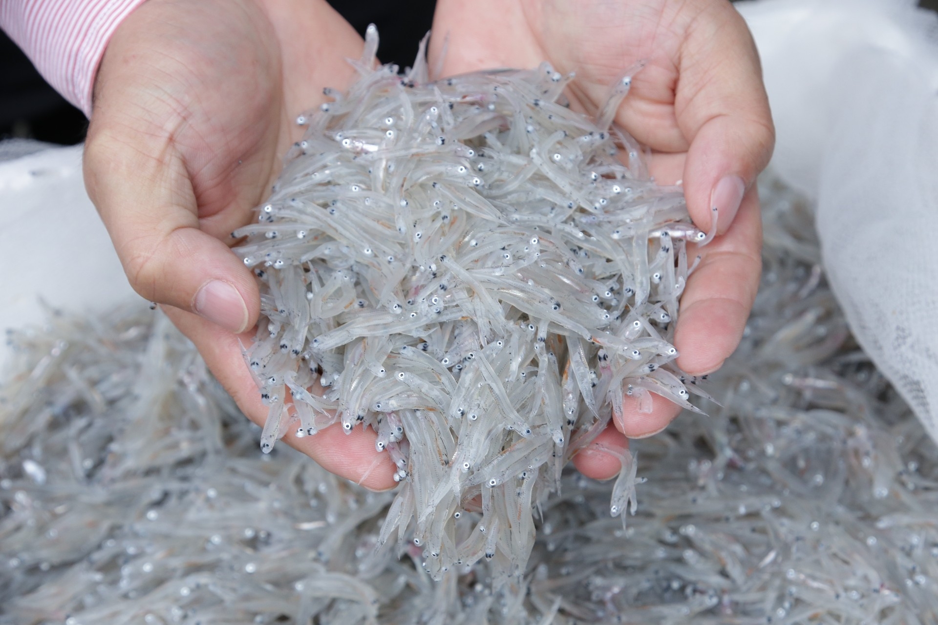 每週吃一次魚,記憶力比較好!50後吃魚有7大好處,怎麼挑與煮最加分?_img_3