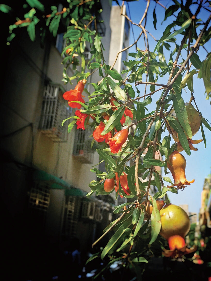 植有200株植物的陽台，是治癒職場憂鬱的天地！古碧玲：和人相處的疲憊，可以被植物撫慰_img_2