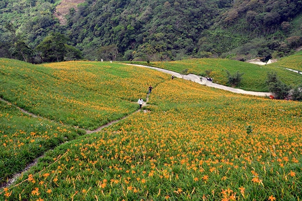 芒花、杭菊、金針花盛開的季節來臨！8個適合秋、冬季賞花、拍美照的國內景點推薦_img_3