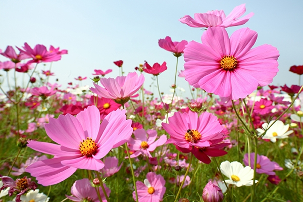 芒花、杭菊、金針花盛開的季節來臨！8個適合秋、冬季賞花、拍美照的國內景點推薦_img_4