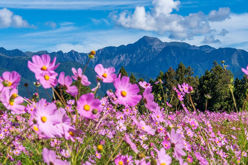 芒花、杭菊、金針花盛開的季節來臨！8個適合秋、冬季賞花、拍美照的國內景點推薦_img_6