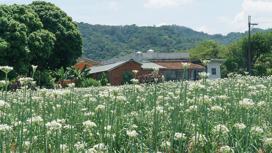 芒花、杭菊、金針花盛開的季節來臨！8個適合秋、冬季賞花、拍美照的國內景點推薦_img_7