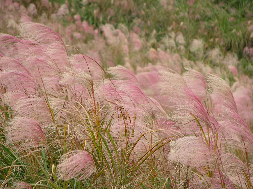 芒花、杭菊、金針花盛開的季節來臨！8個適合秋、冬季賞花、拍美照的國內景點推薦_img_9