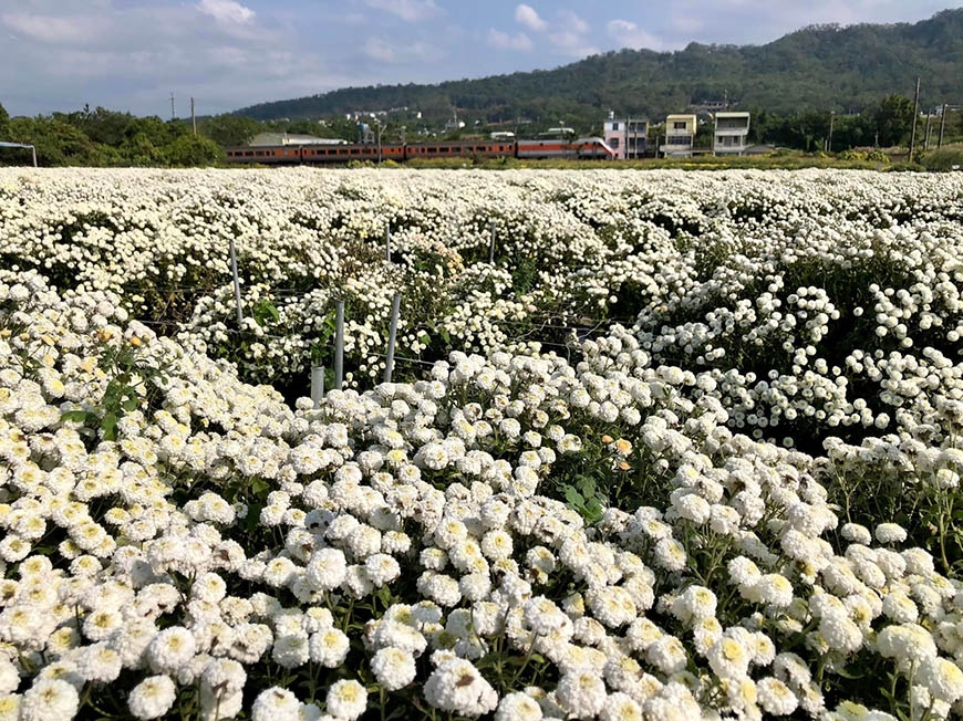 芒花、杭菊、金針花盛開的季節來臨！8個適合秋、冬季賞花、拍美照的國內景點推薦_img_10