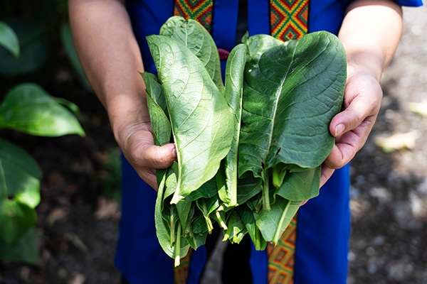 退休後在臺東找到新價值！部落媽媽周翠華：自學植物和傳統料理，把原民風味找回來_img_1