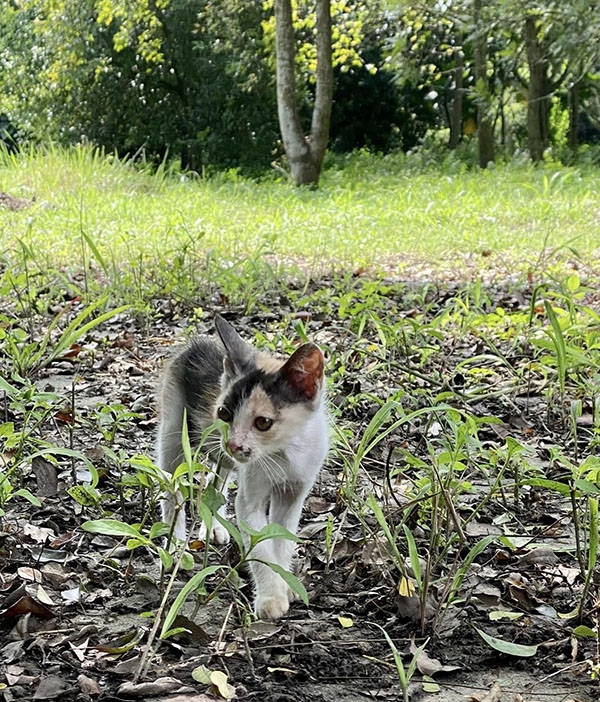 比起住在城市當中，鄉居生活更貼近自然，與萬物和諧共存。