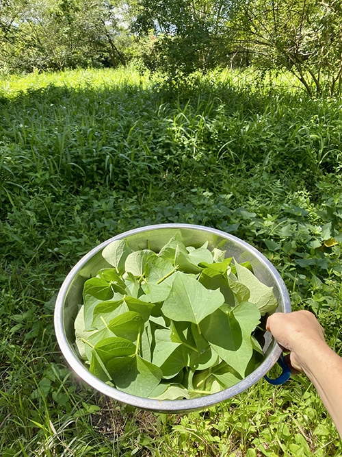 自己種的地瓜葉，是農家珍饈。