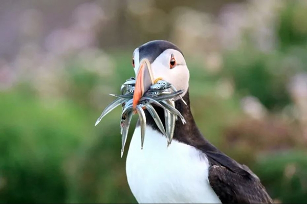 大西洋角嘴海雀帶著食物回到巢穴餵食寶寶。