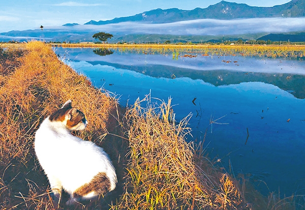 相較於東部海岸線的壯闊，縱谷有另一種內斂優美的風光。（蔣勳攝）
