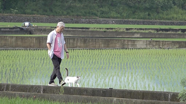 蔣勳在田間散步時，總有不知何處而來的貓咪伴行。（影像由《稻浪上的夢想家》紀錄片團隊提供）