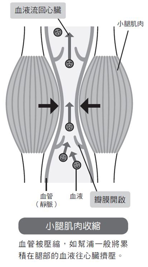 12個問題,測你的血管年齡幾歲?早晚兩組伸展幫老化血管回春,降心肌梗塞、腦出血風險_img_3